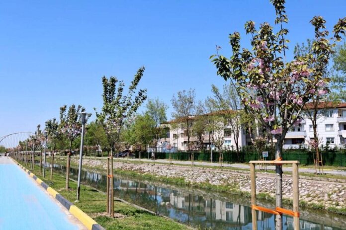 Sakarya’da Sakura Ağaçları Baharın Gelişiyle Kent Estetiğine Renk Katıyor